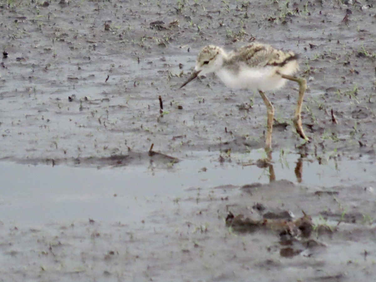 Black-necked Stilt - ML587764721