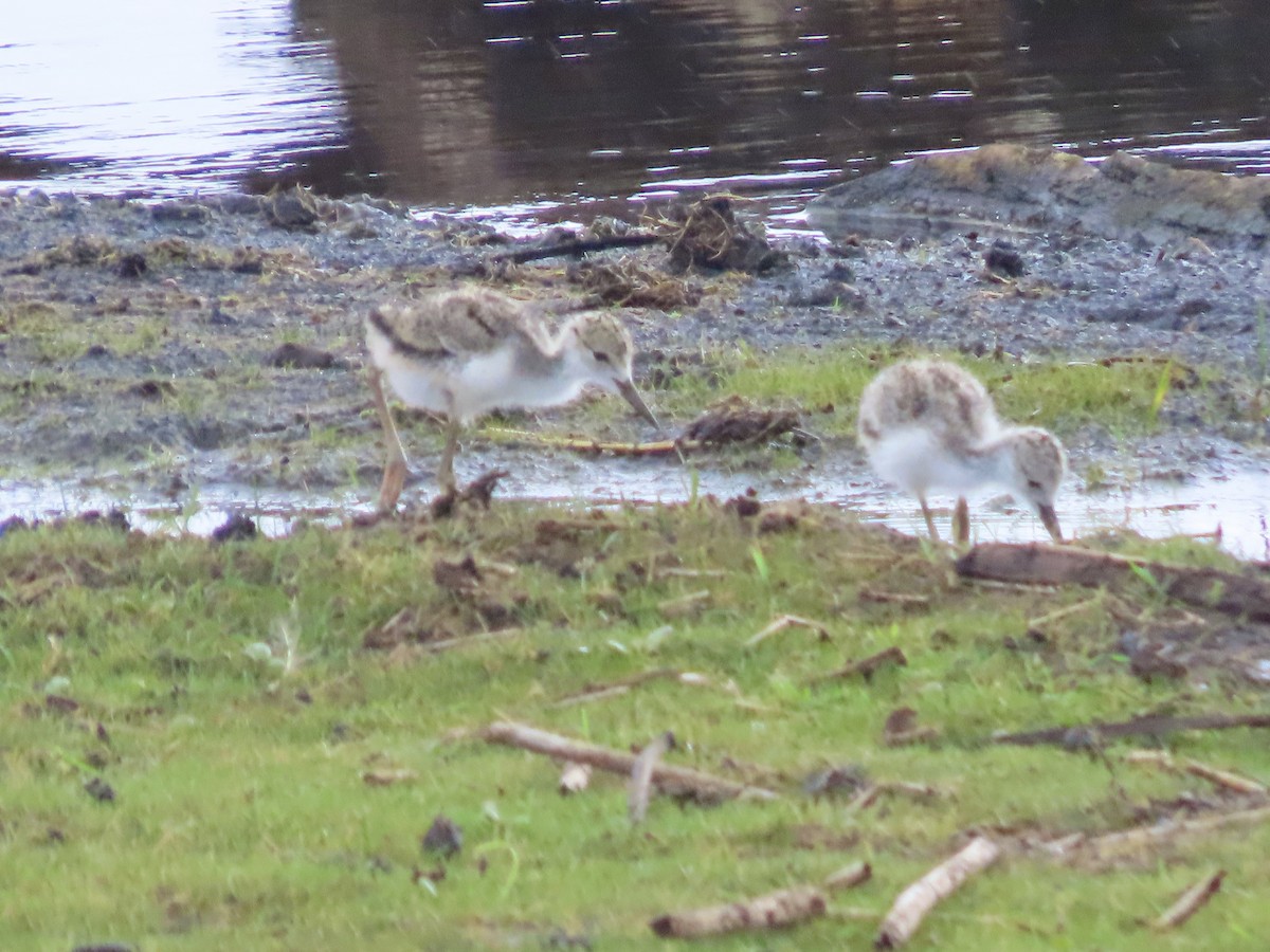 Black-necked Stilt - ML587764731