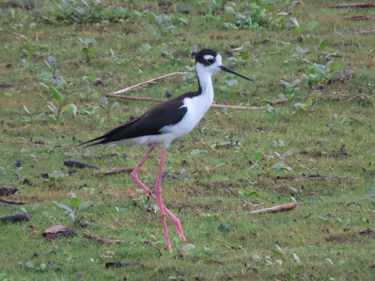 Black-necked Stilt - ML587764741