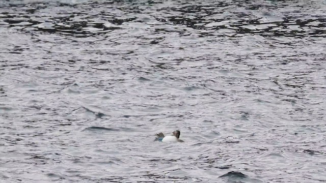 Blue-footed Booby - ML587764891