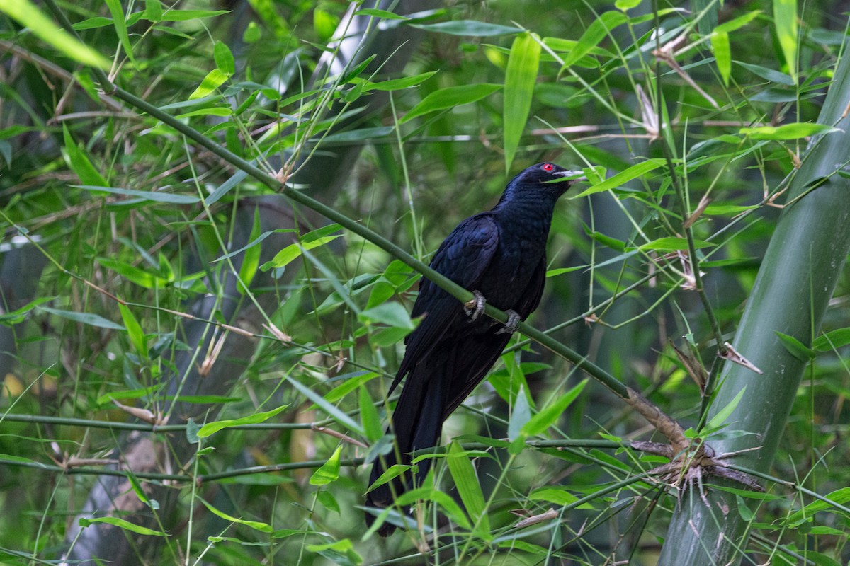 Asian Koel - ML587766461