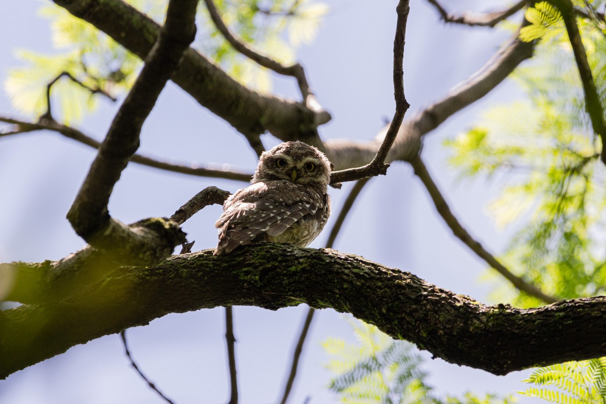 Spotted Owlet - ML587766531