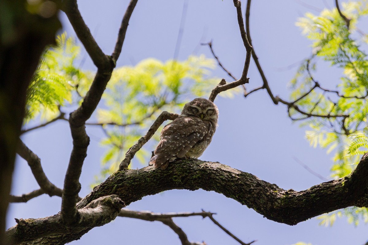 Spotted Owlet - ML587766541