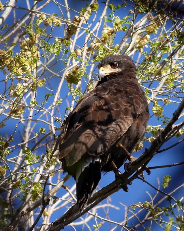 Krabbenbussard - ML58776751