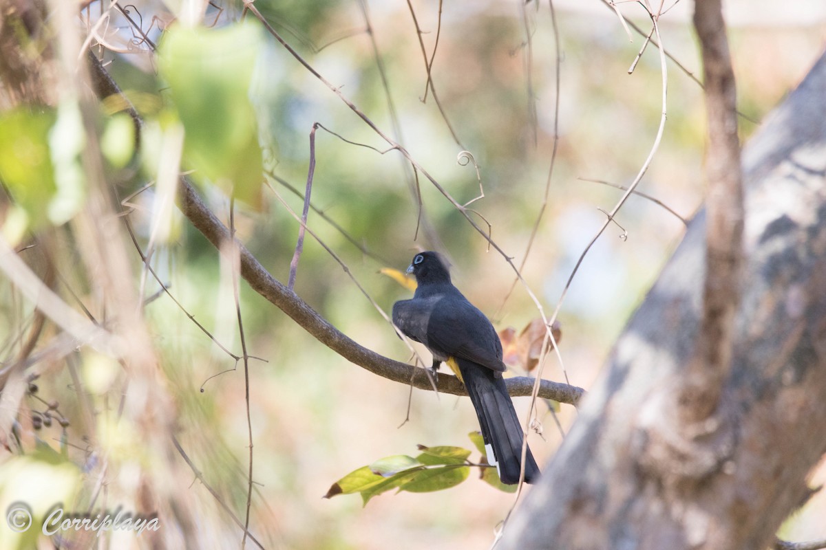 Black-headed Trogon - ML587768701