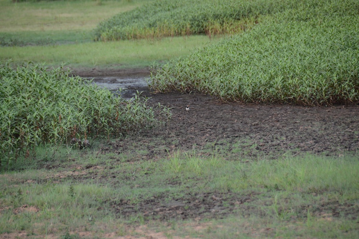 Indian Pied Starling - Ishaan Jaiswal