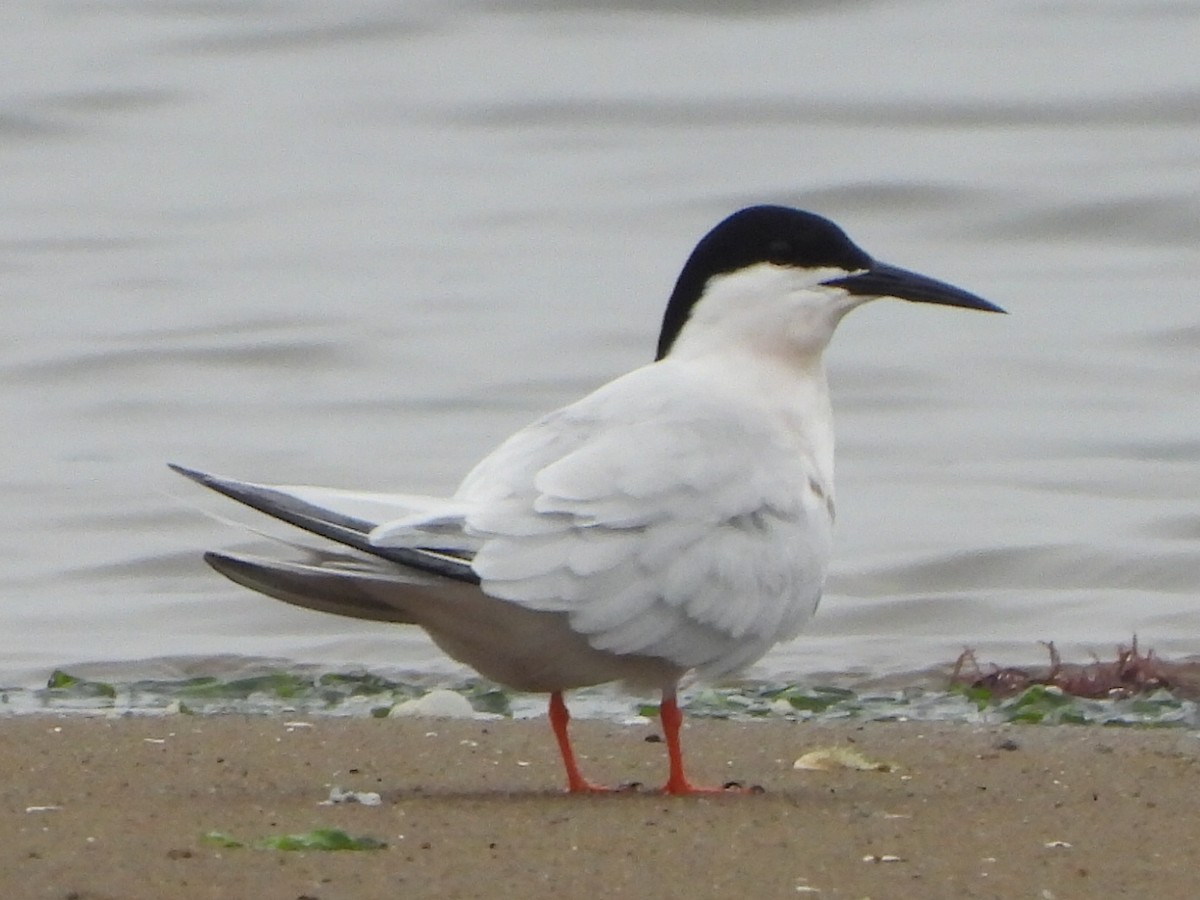 Roseate Tern - ML587768951