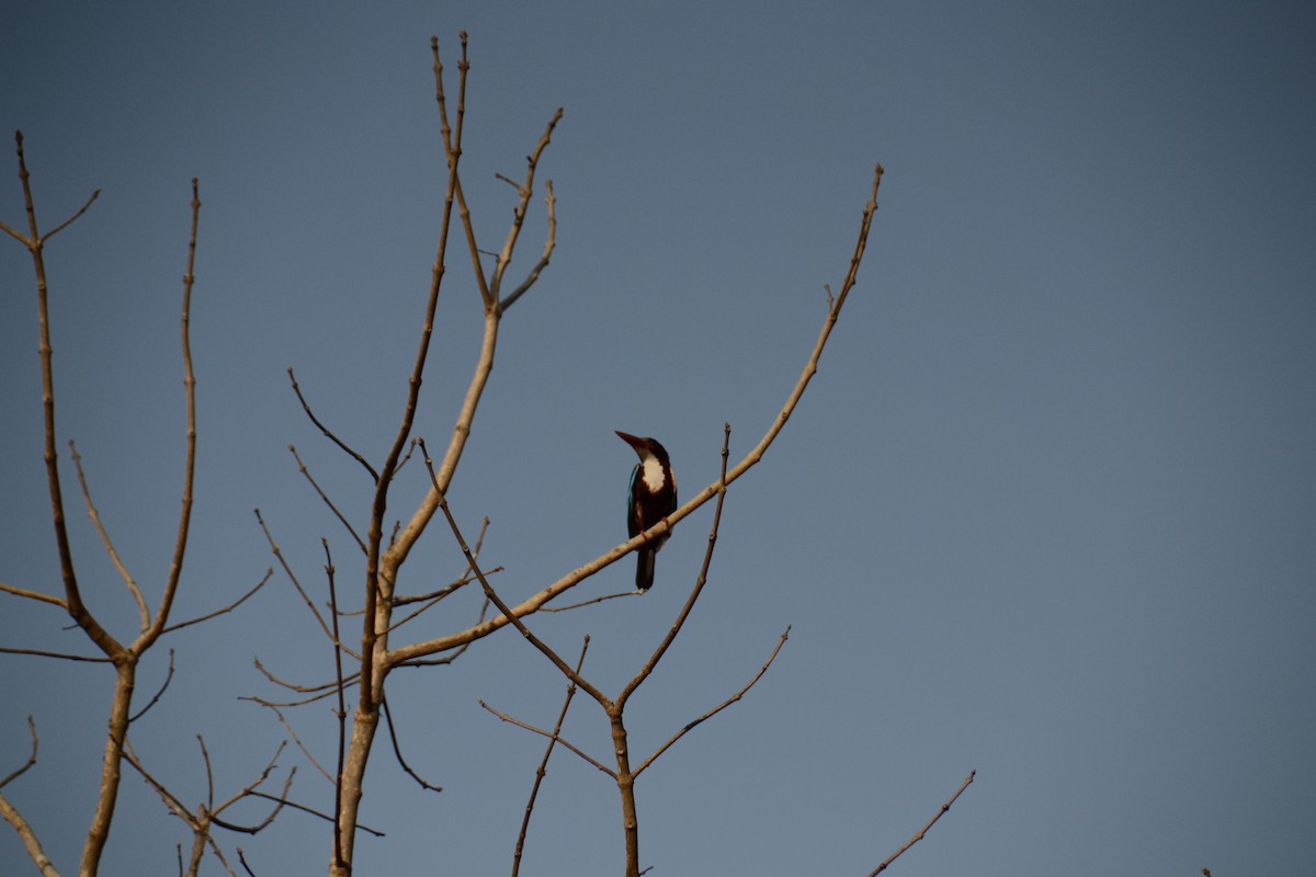 White-throated Kingfisher - Ishaan Jaiswal