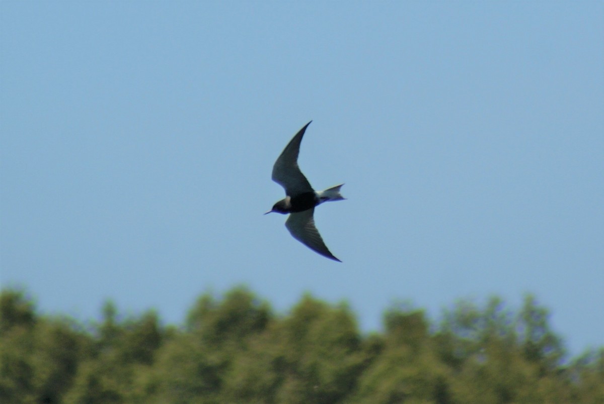 Black Tern - Basil Conlin