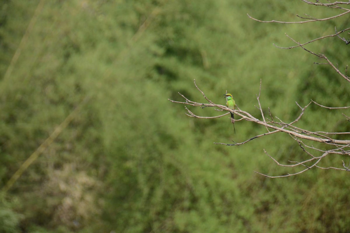 Asian Green Bee-eater - Ishaan Jaiswal