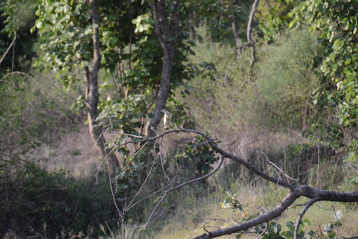 Indian Pond-Heron - Ishaan Jaiswal