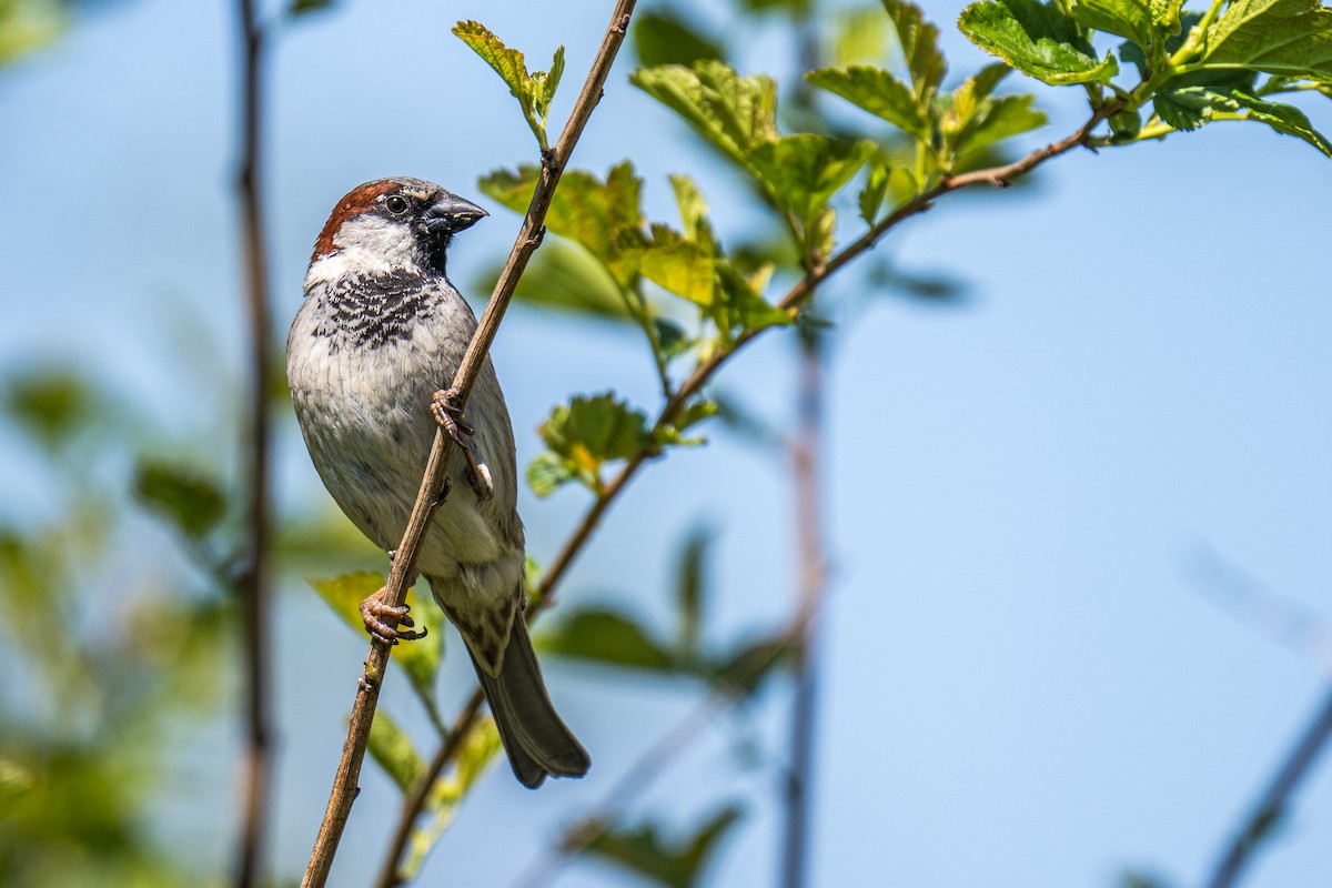 House Sparrow - Matt Saunders