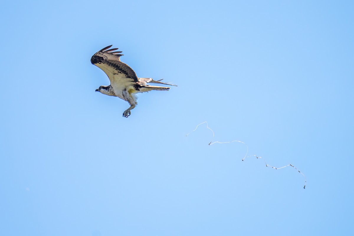 Osprey - Matt Saunders