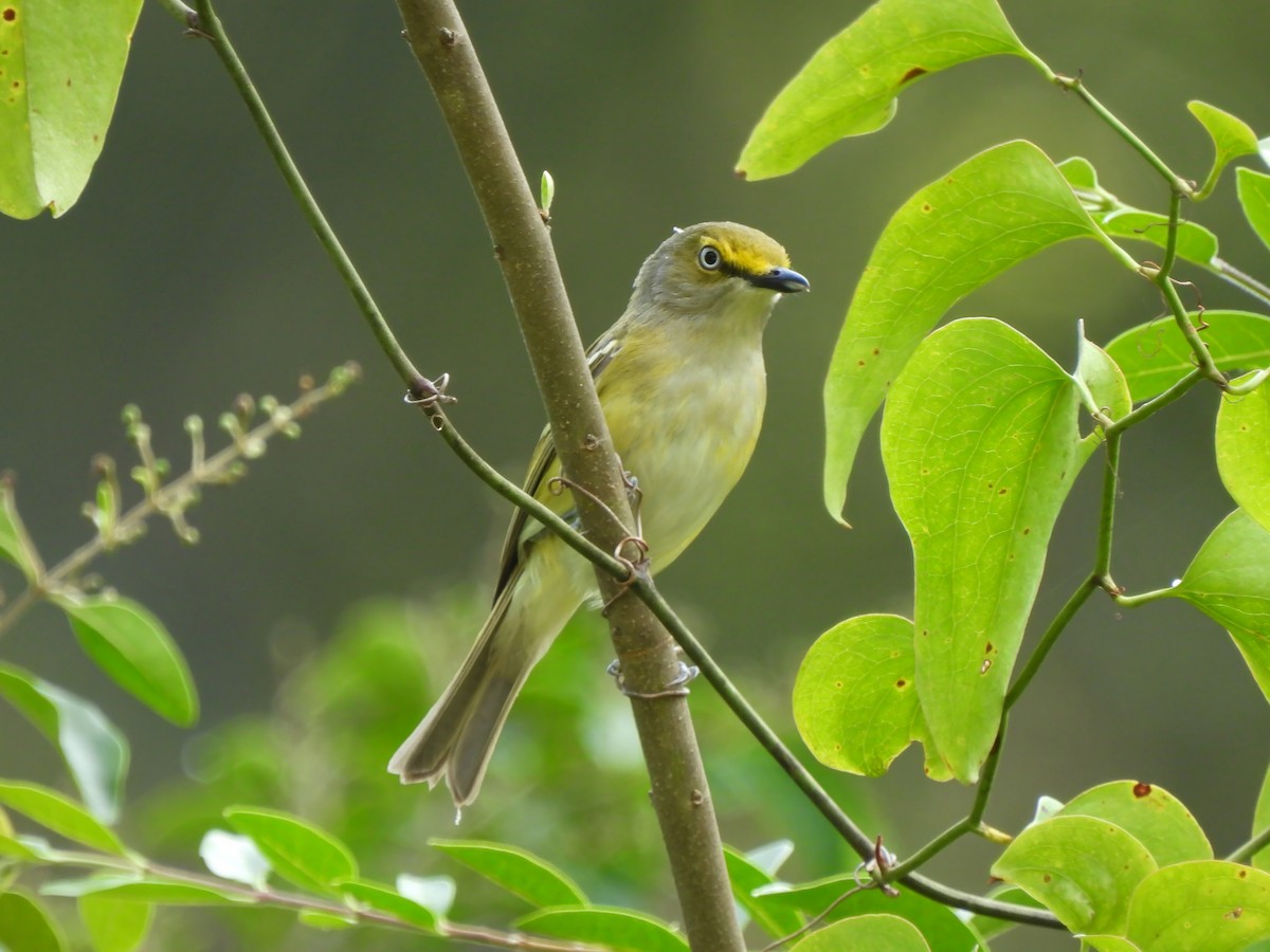 White-eyed Vireo - ML587770801