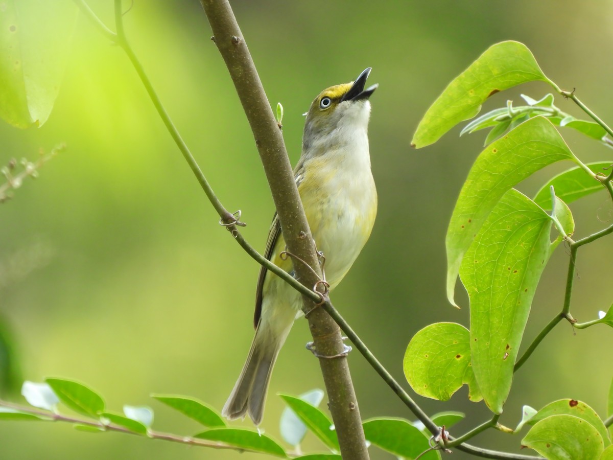 White-eyed Vireo - ML587770811