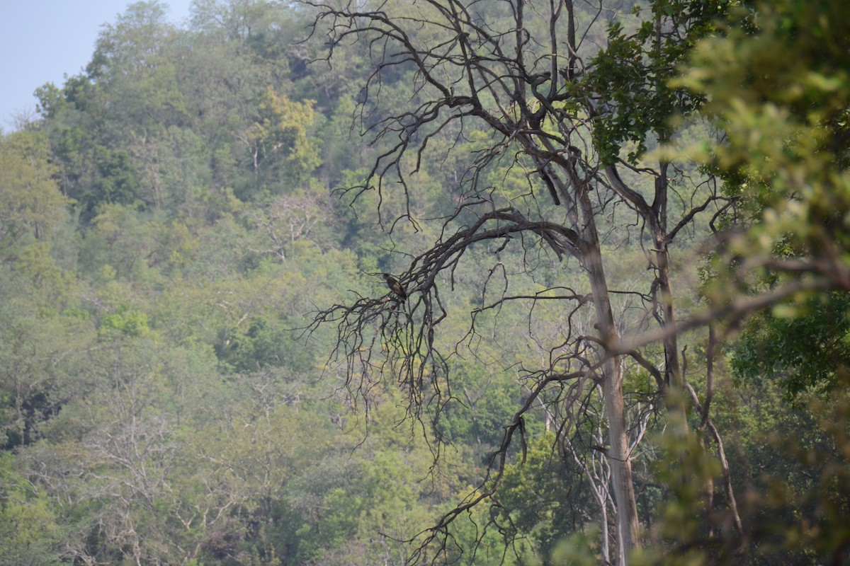 Crested Serpent-Eagle - ML587771231