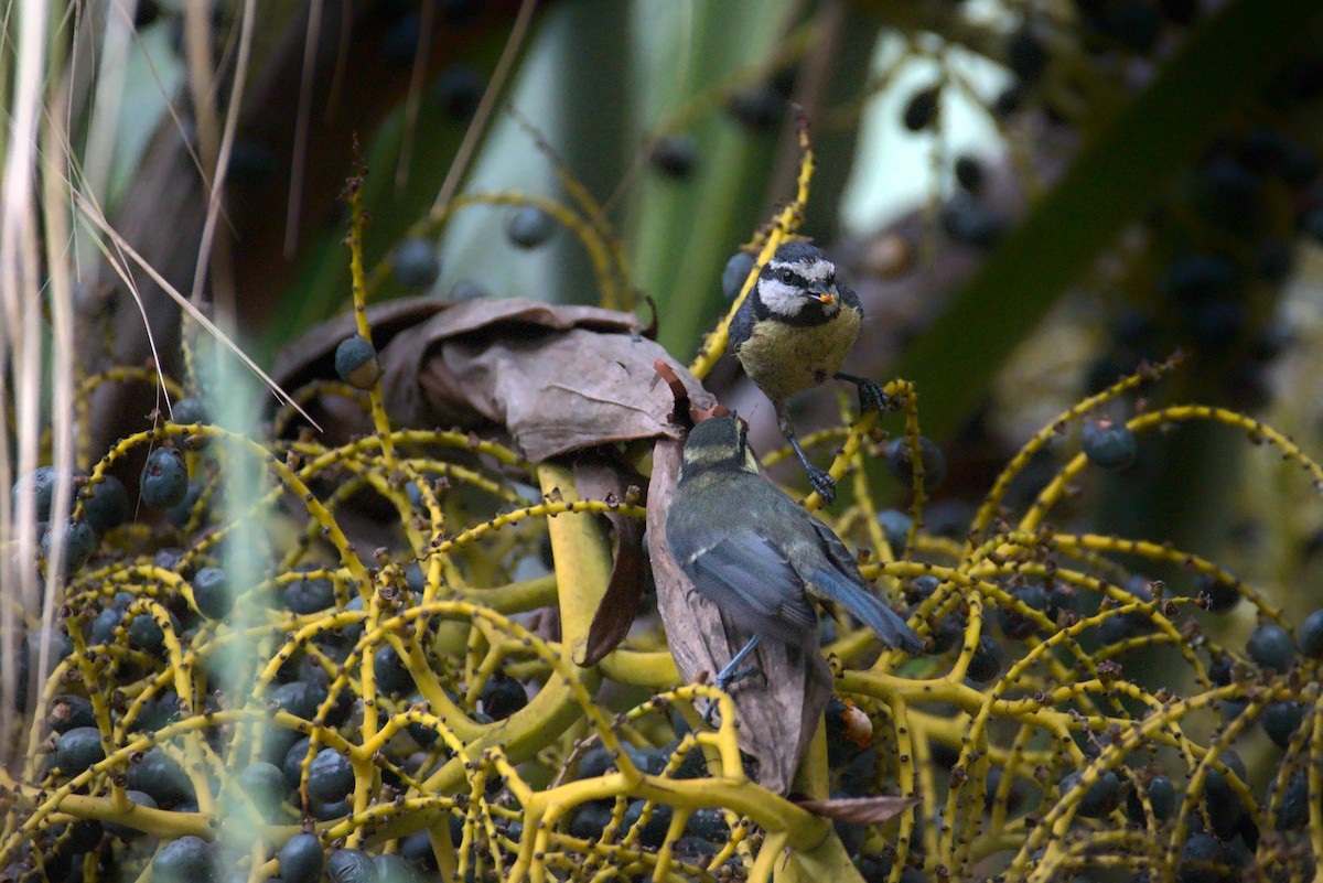 African Blue Tit - ML587771751