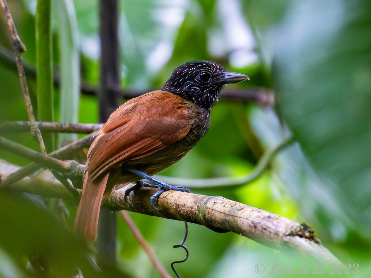 Black Antshrike - ML587772101