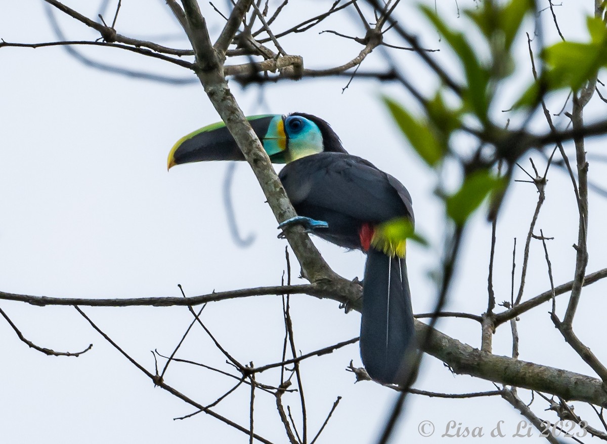 tukan volavý (ssp. citreolaemus) - ML587772251