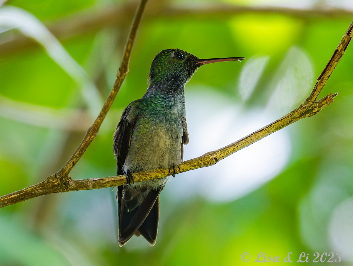 Blue-chested Hummingbird - Lisa & Li Li