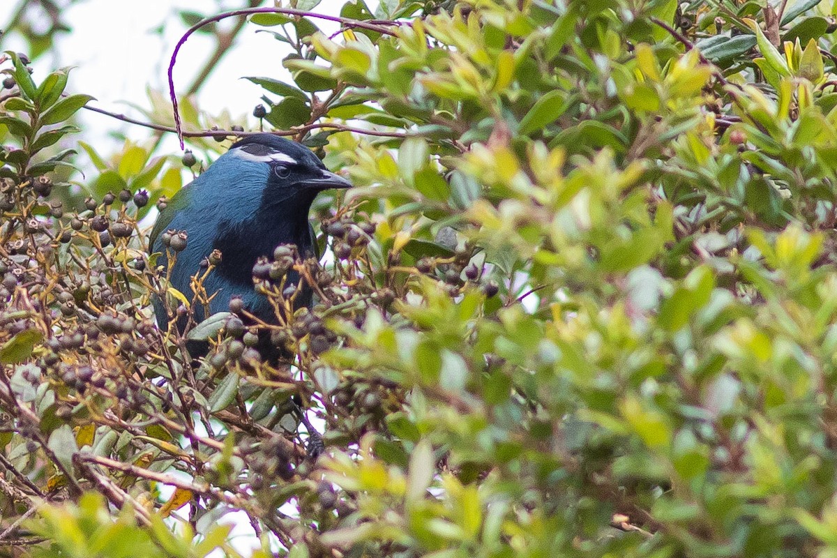 Eastern Crested Berrypecker - ML587772981