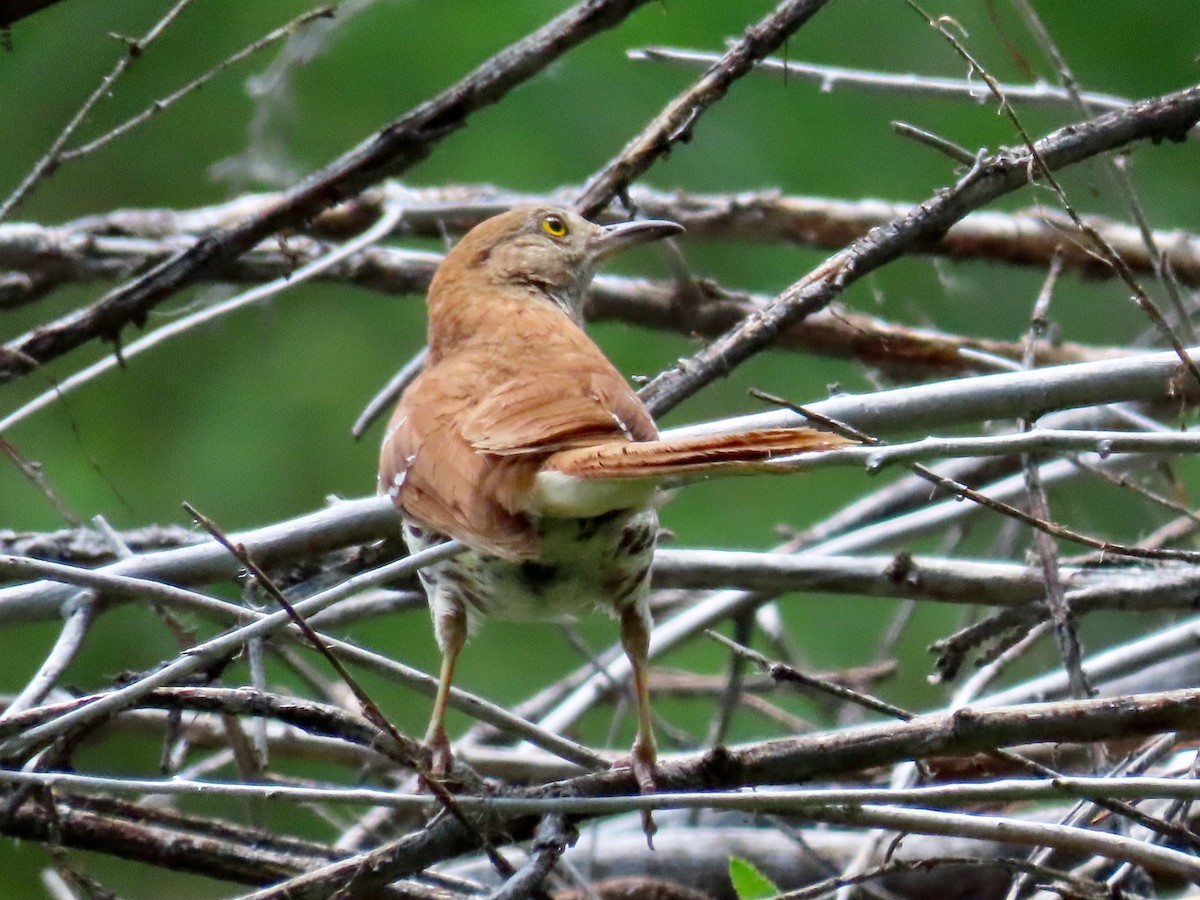 Brown Thrasher - ML587773041