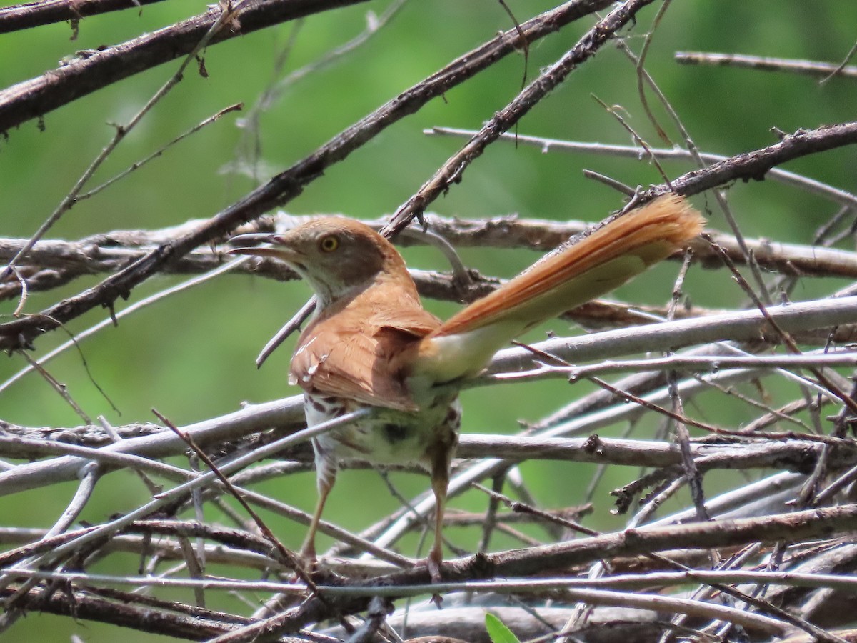 Brown Thrasher - ML587773051