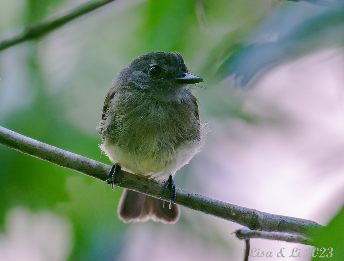 Black-billed Flycatcher - Lisa & Li Li