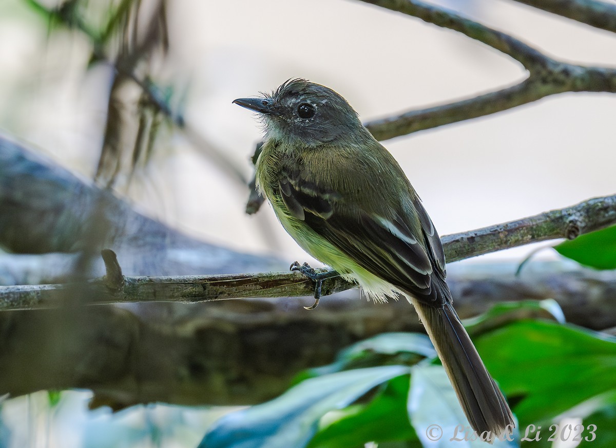 Black-billed Flycatcher - Lisa & Li Li