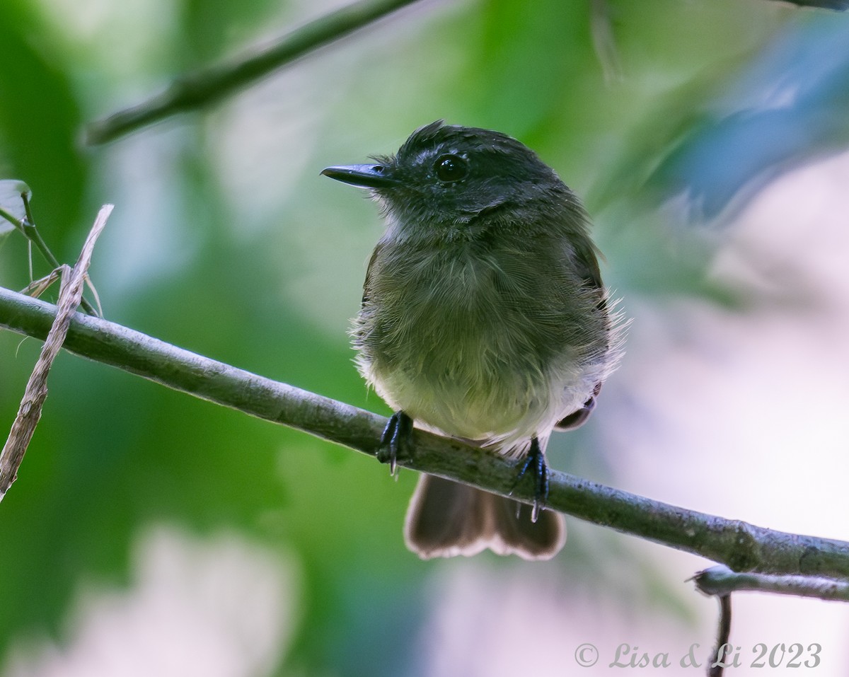 Black-billed Flycatcher - Lisa & Li Li