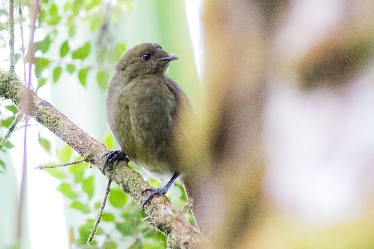 Crested Satinbird - Doug Gochfeld