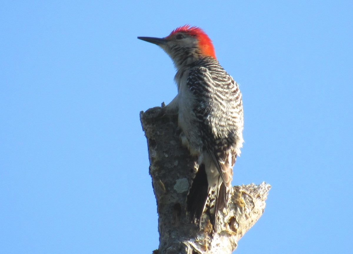 Red-bellied Woodpecker - Sharon Fitzgerald