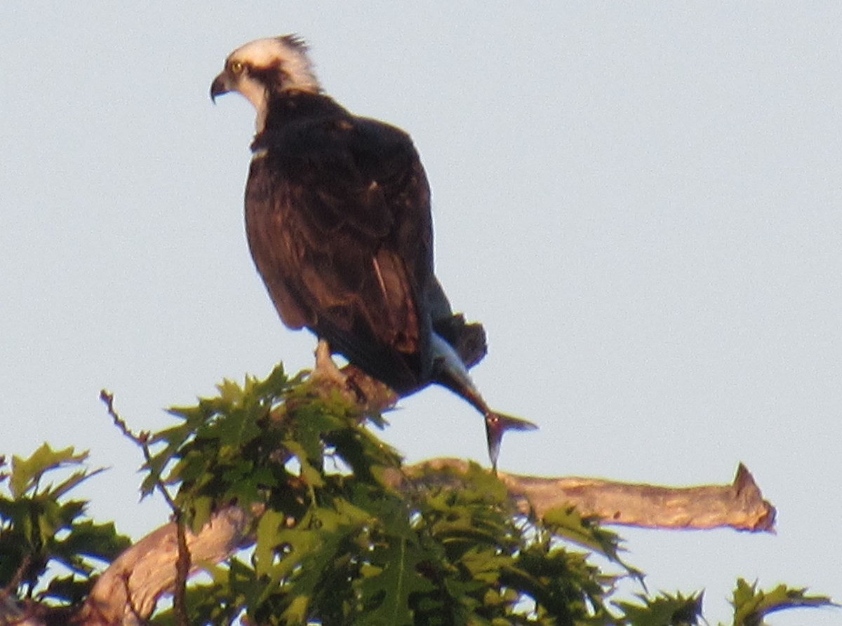 Águila Pescadora - ML587774011