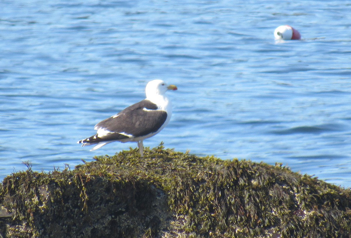 Great Black-backed Gull - ML587774111