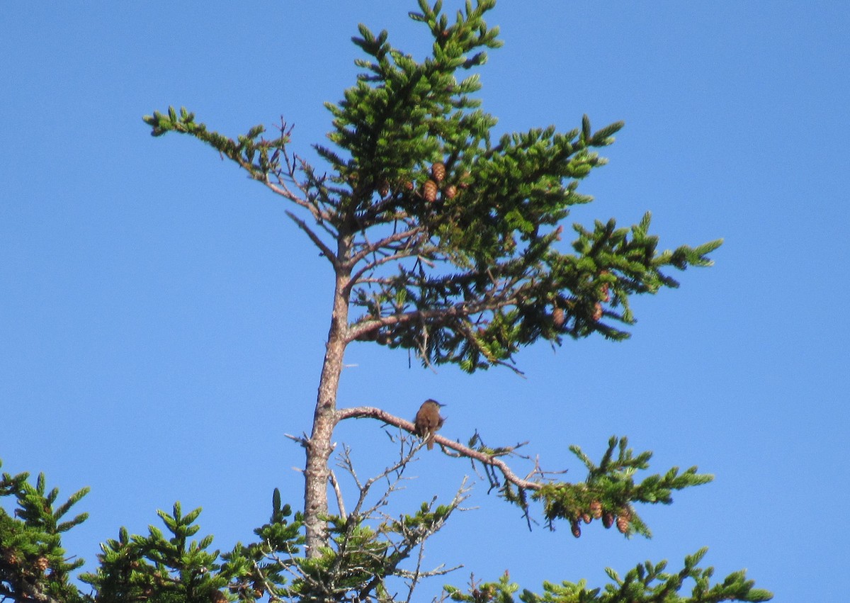 House Wren - Sharon Fitzgerald