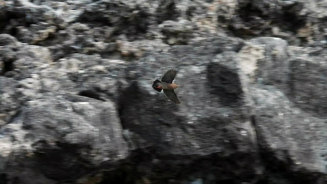 Galapagos Dove - ML587774211