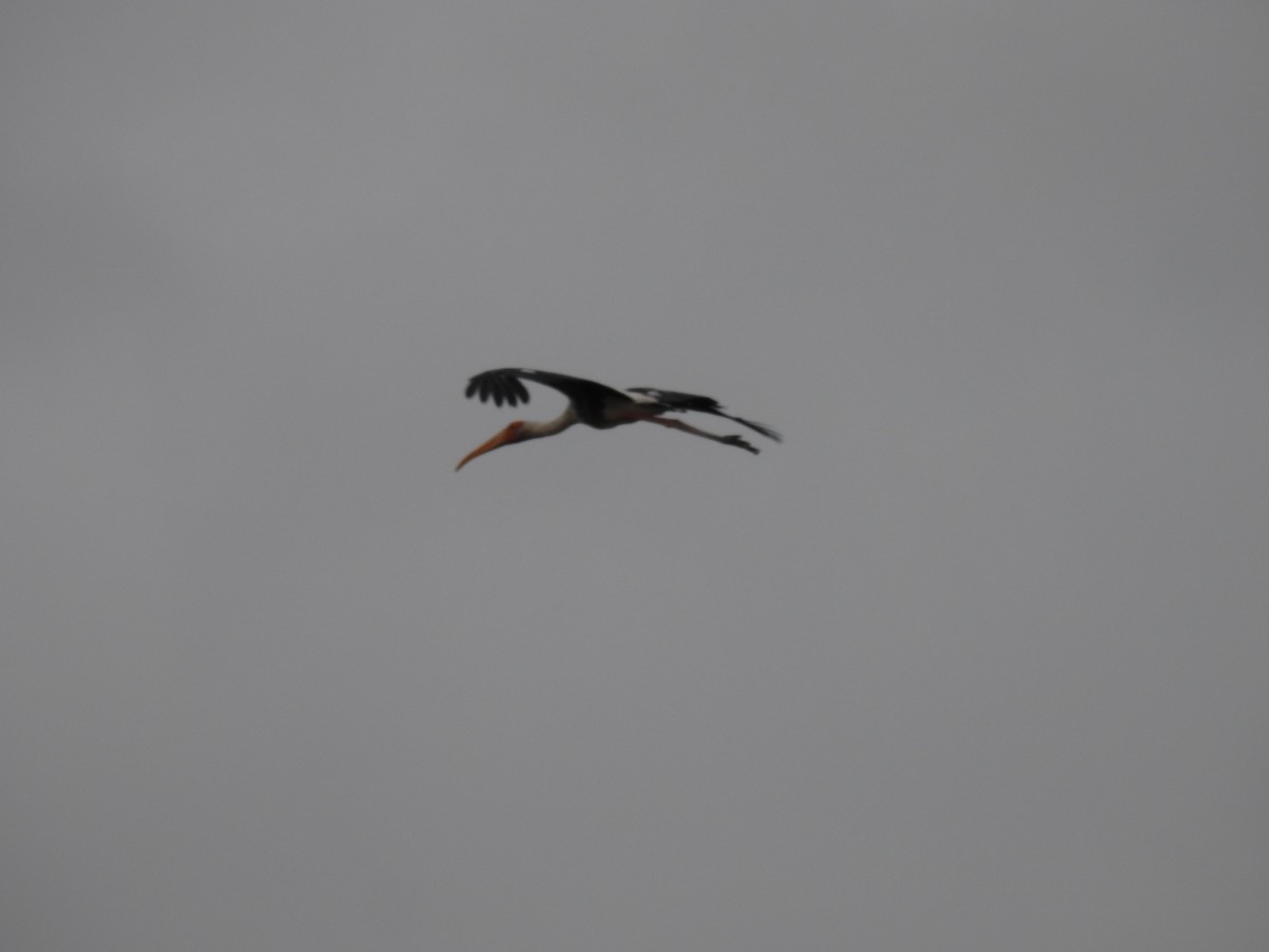 Painted Stork - ML587774441