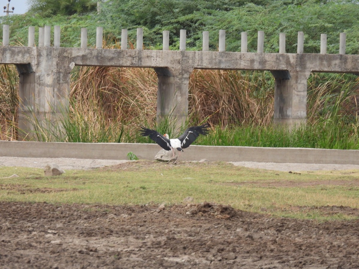 Painted Stork - ML587774511