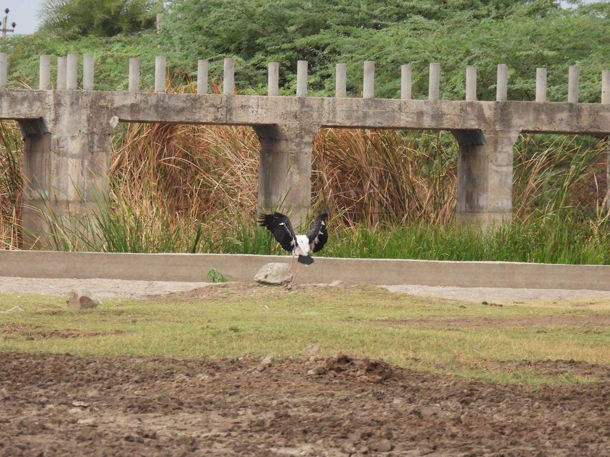 Painted Stork - ML587774531