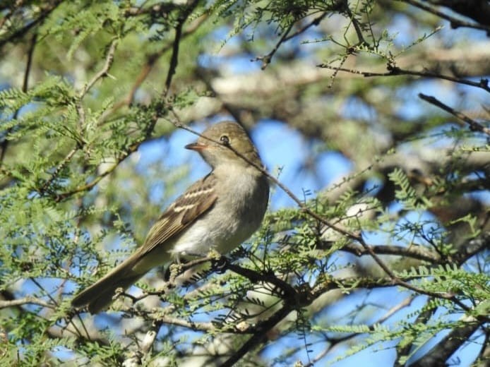 White-crested Elaenia - ML587775271