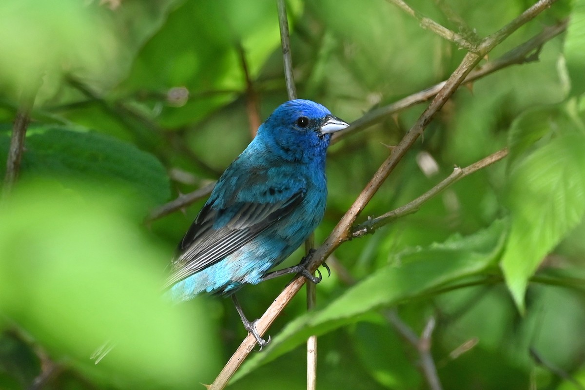 Indigo Bunting - ML587775341