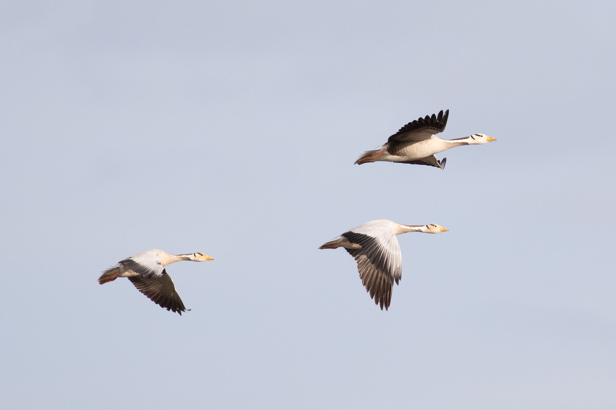 Bar-headed Goose - ML587775601