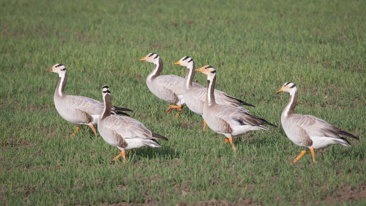 Bar-headed Goose - ML587775621