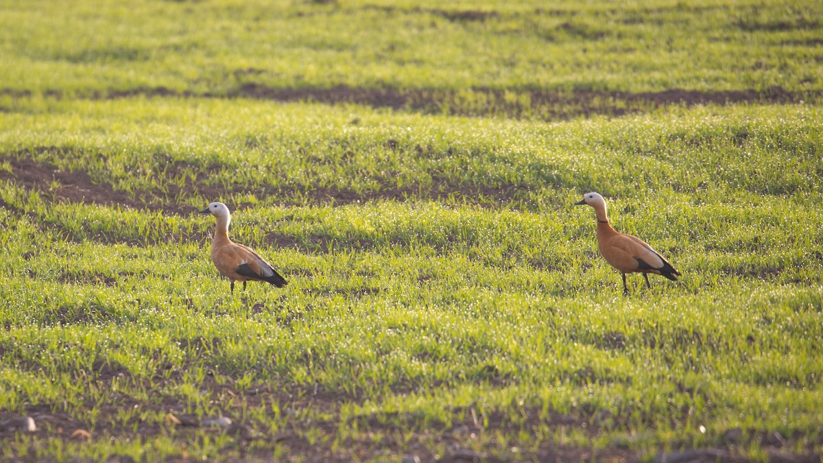 Ruddy Shelduck - ML587775751