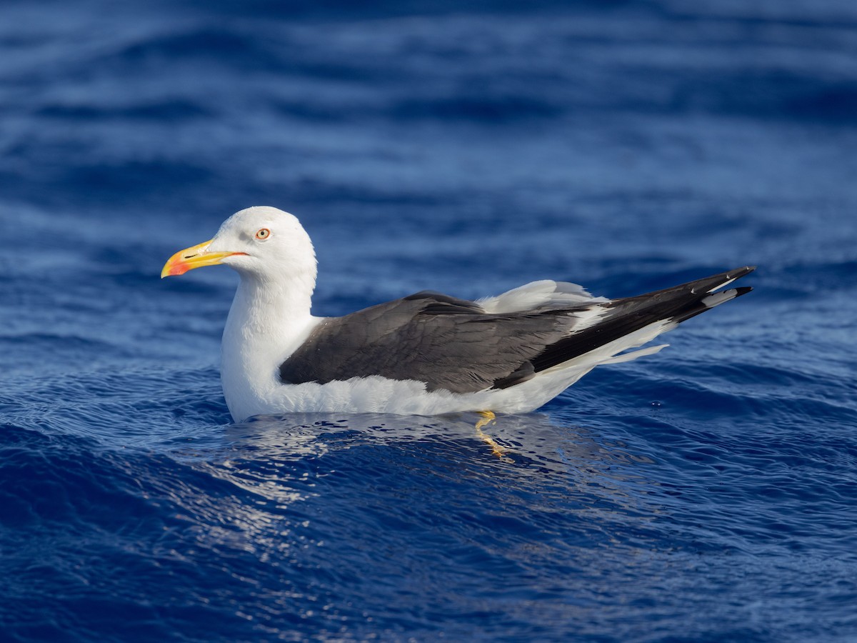 Lesser Black-backed Gull - ML587775891