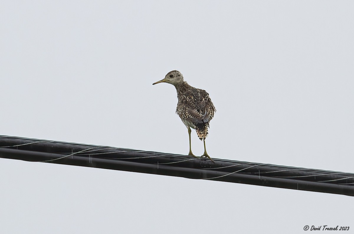 Upland Sandpiper - ML587776861