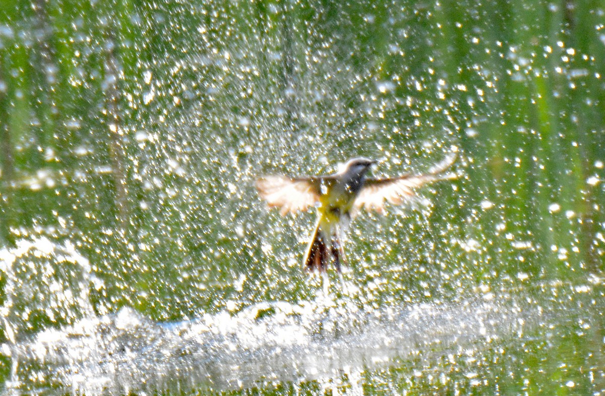 Western Kingbird - ML587777031