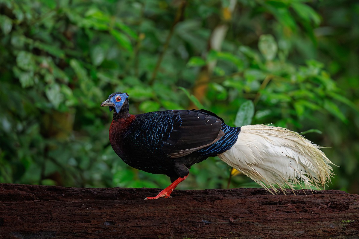 Bulwer's Pheasant - ML587777321