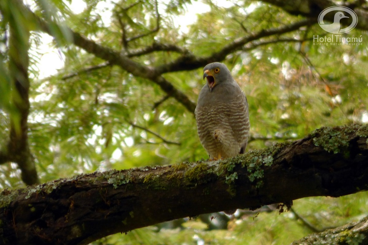 Roadside Hawk - Tinamú Birding Nature Reserve