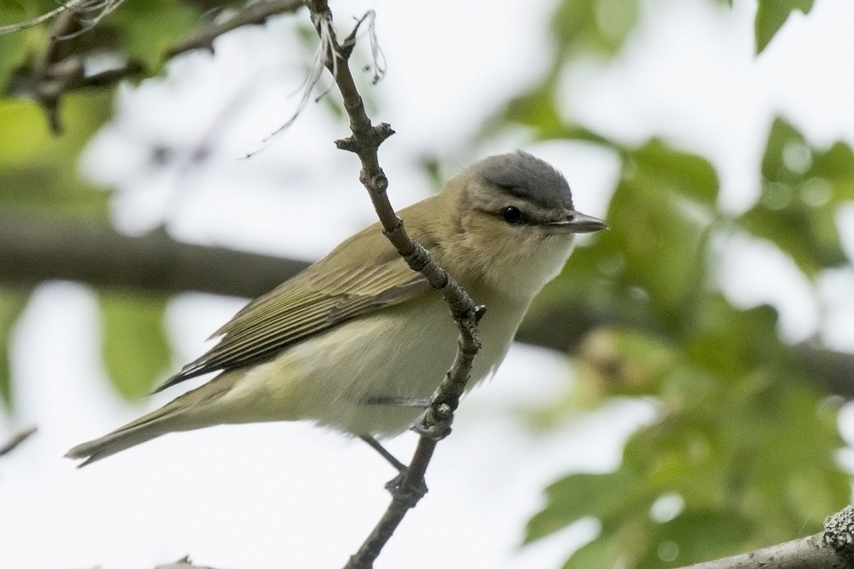 Red-eyed Vireo - Sue Barth